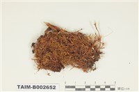 藏品(曲尾苔科)的圖片